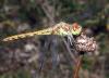 Sympetrum striolatum